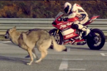 Un duel improbable - La Ducati Panigale S s'exhibe aux côtés du grand méchant loup