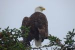 Alaska - Ushuaïa [partie 6] - De Valdez à la péninsule de Kenai Fjords