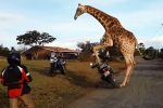 Sophie la Girafe veut faire de la moto