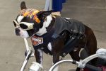 Si Harley-Davidson devait engager un chien, ce serait lui ! Le chien imitateur !